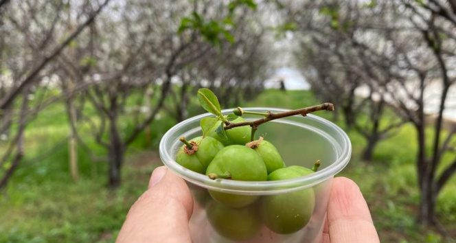 100 gram eriği 100 TL’den satışa sundu
